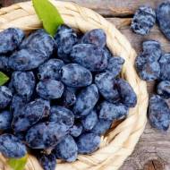 Саженец Жимолость Индиго Джем в контейнере